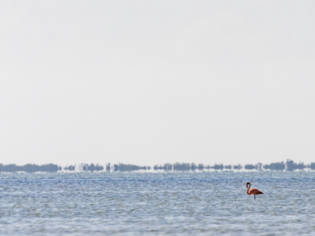 More than 100 American Flamingos Counted in Florida During February Census
