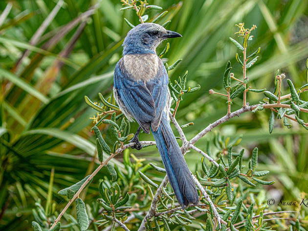 Florida Scrub-Jay Fathers Play Special Role in Raising Nestlings