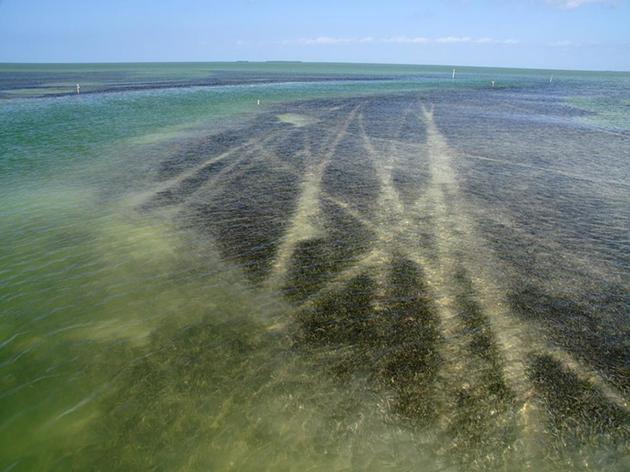 Protect Florida Bay and Everglades National Park