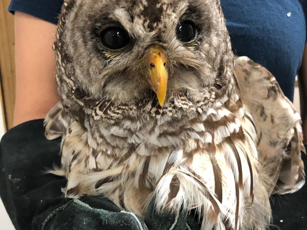 A Shocking Owl Story