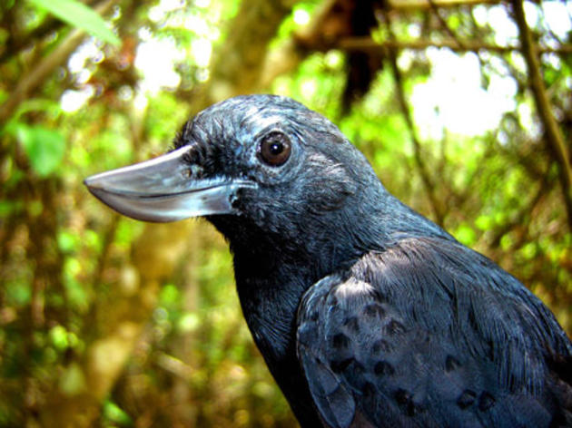 Rare, Smiling Bird Poses for Camera