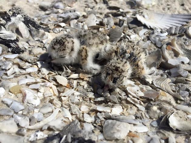 Nesting Season 2016: Chicks Hatching on Florida's Gulf Coast Beaches