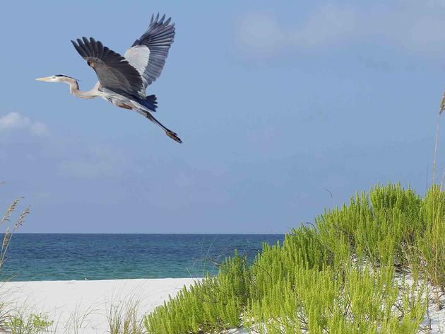 Coastal Barrier Resources Act Protects Taxpayers and Coastal Habitats