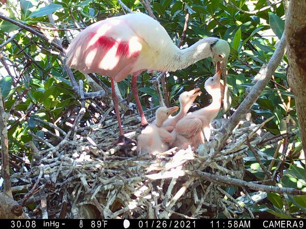 Audubon Uses Satellites and Cameras to Unlock the Ecology of Florida Bay’s Spoonbills
