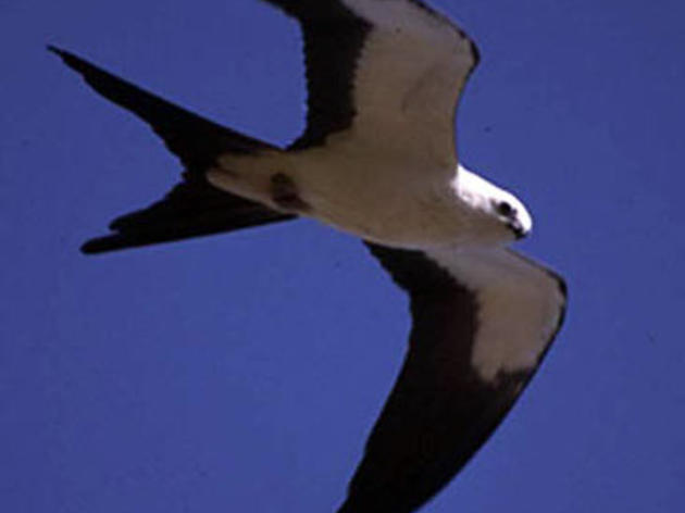 The Swallow-tailed Kites Are Coming!