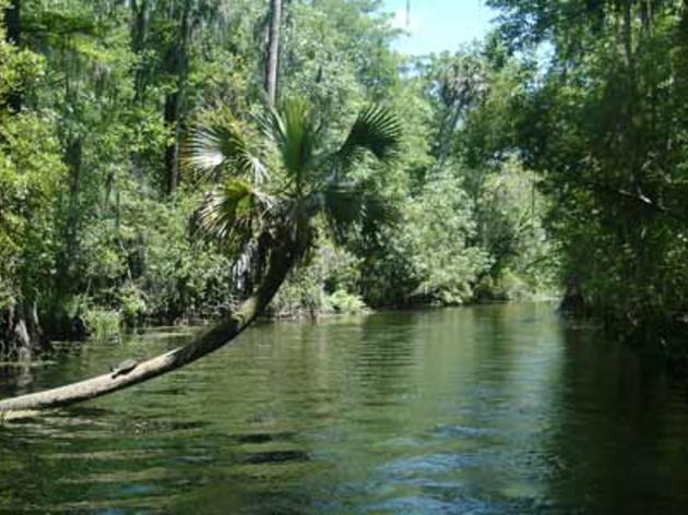 Wakulla County Commissioners Vote to Protect Wetlands