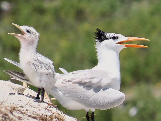 Vehicle Strikes Threaten Sea and Shorebird Families 