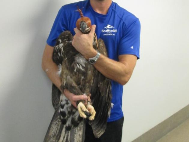 SeaWorld San Diego's Todd Glazebrook Learns at the Audubon Center for Birds of Prey