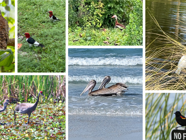 2024 Audubon Florida Birdathon Wrap Up