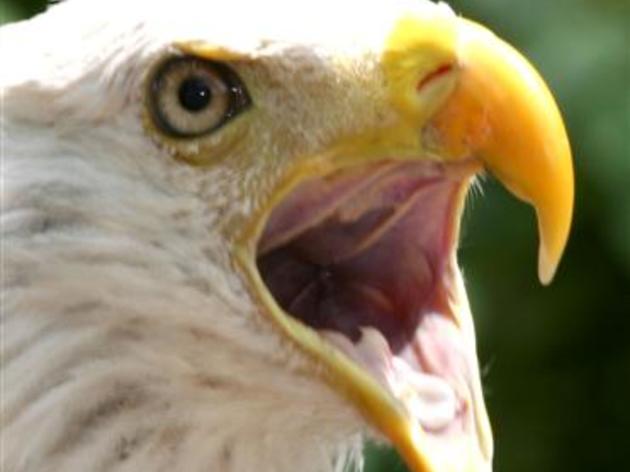 Upcoming Events: Audubon Center for Birds of Prey  