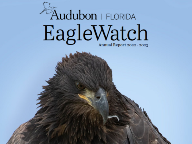 Behind the Binoculars: Notes from the EagleWatch Program Manager