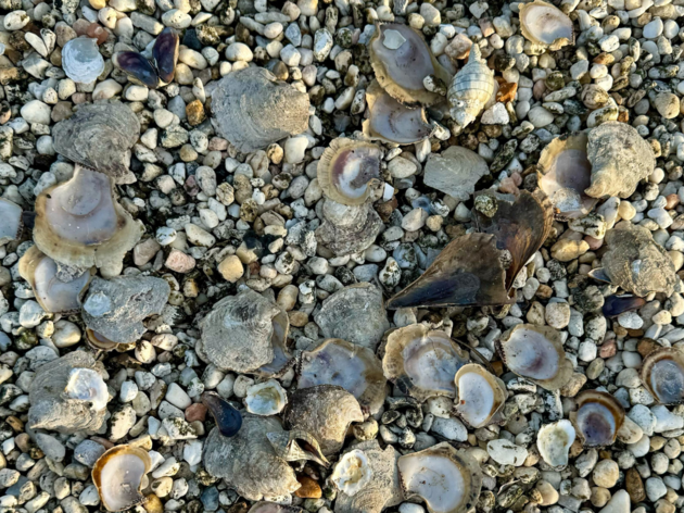 “Treasure Trove” of Shells Highlights Feeding Challenges of Rooftop-nesting American Oystercatchers 