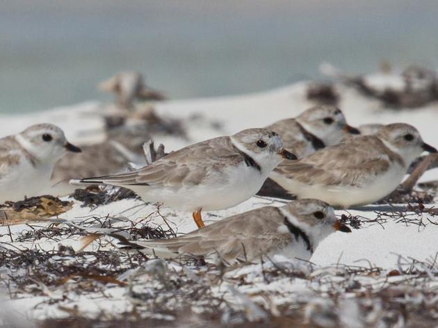 Boots on the Ground in the Bahamas: Search for Piping Plovers