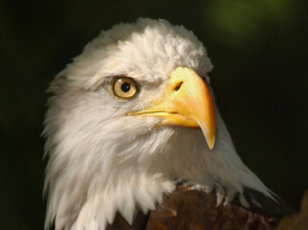 A Bird's Eye View: An Intern's Perspective on the Audubon Center for Birds of Prey