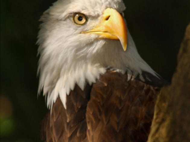 Bald Eagles Make Impressive Recovery in Florida