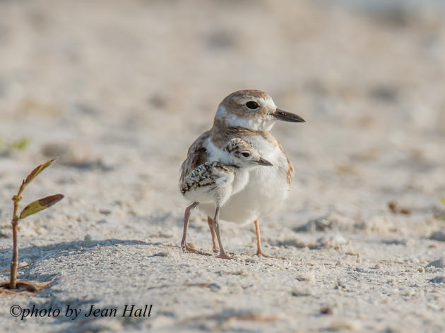 An Improved Nesting Season for Seabirds and Shorebirds