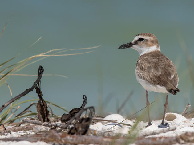 The 2023 Nesting Season for Southwest Florida Coastal Birds is Underway
