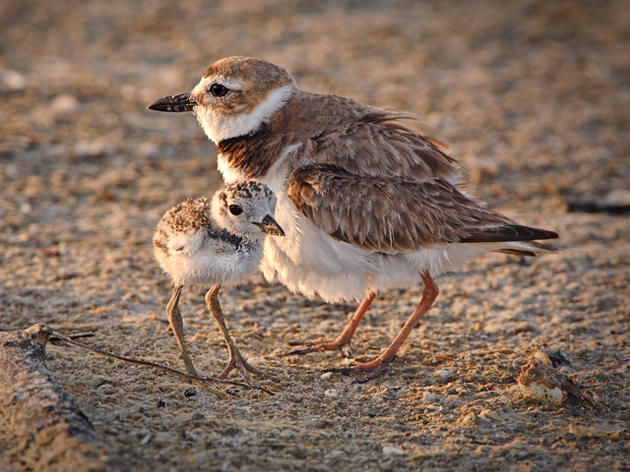 Audubon Asks for Public’s Help on Florida Beaches this Memorial Day Weekend