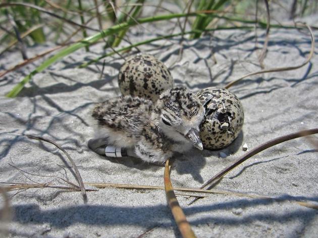 Every Picture Tells a Story – We Need Your Eyes on Florida’s Coastal Birds