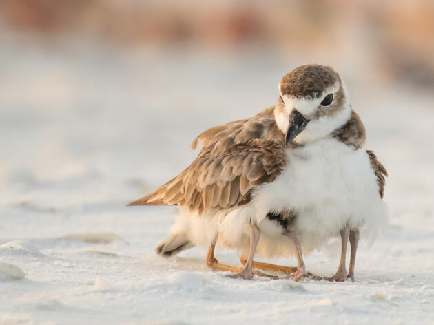 Nesting Season for Southwest Florida Coastal Birds is Underway