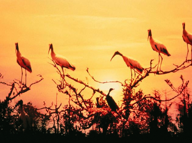 Reclassification of Wood Storks Called Premature by Audubon Biologists