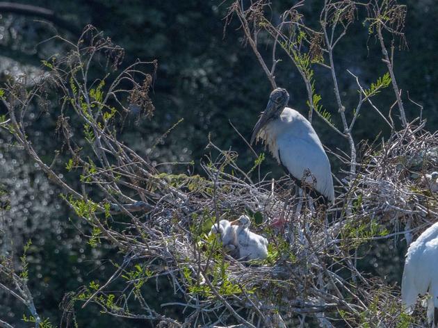 Extreme Weather Compounds Impacts to the Western Everglades