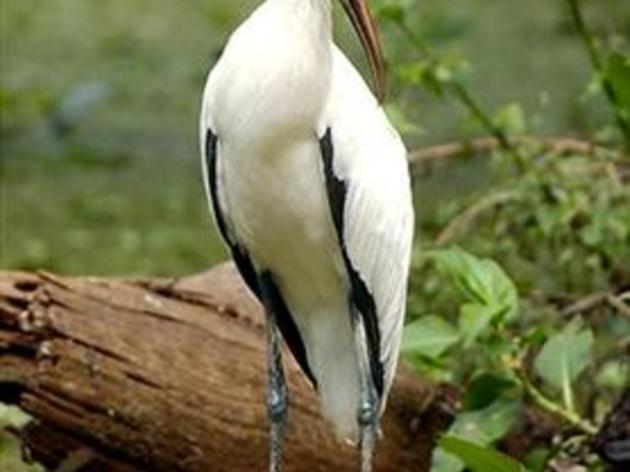 Wood Storks - Mission Accomplished? 