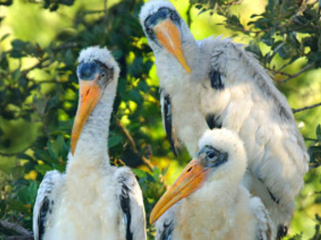 Audubon Provides Leadership on Wood Stork Issue