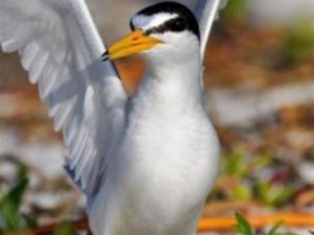 Least Terns Get the Most From School