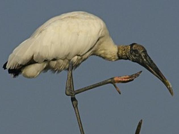 Audubon Submits 50 Years of Wood Stork Data to U.S. Fish and Wildlife Service