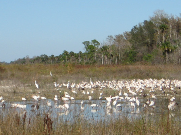 Picayune Strand Restoration Is a Keystone For the Everglades