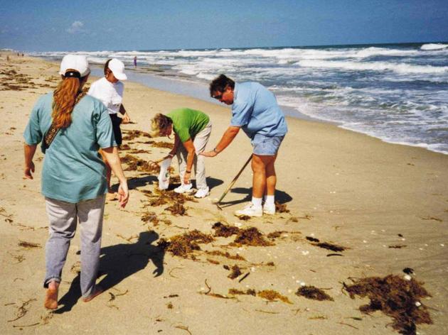 Beach Seaweed Has Its Purpose