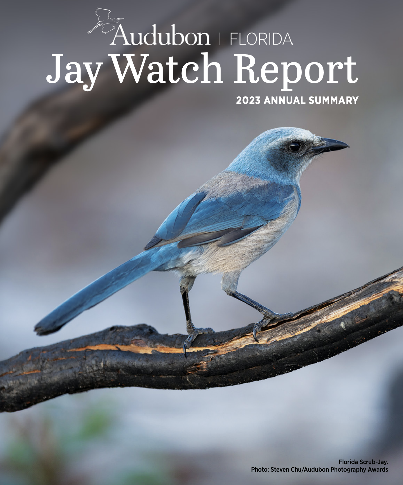 The cover of the Jay Watch Report, featuring a blue and gray Florida Scrub-Jay perched on a branch.