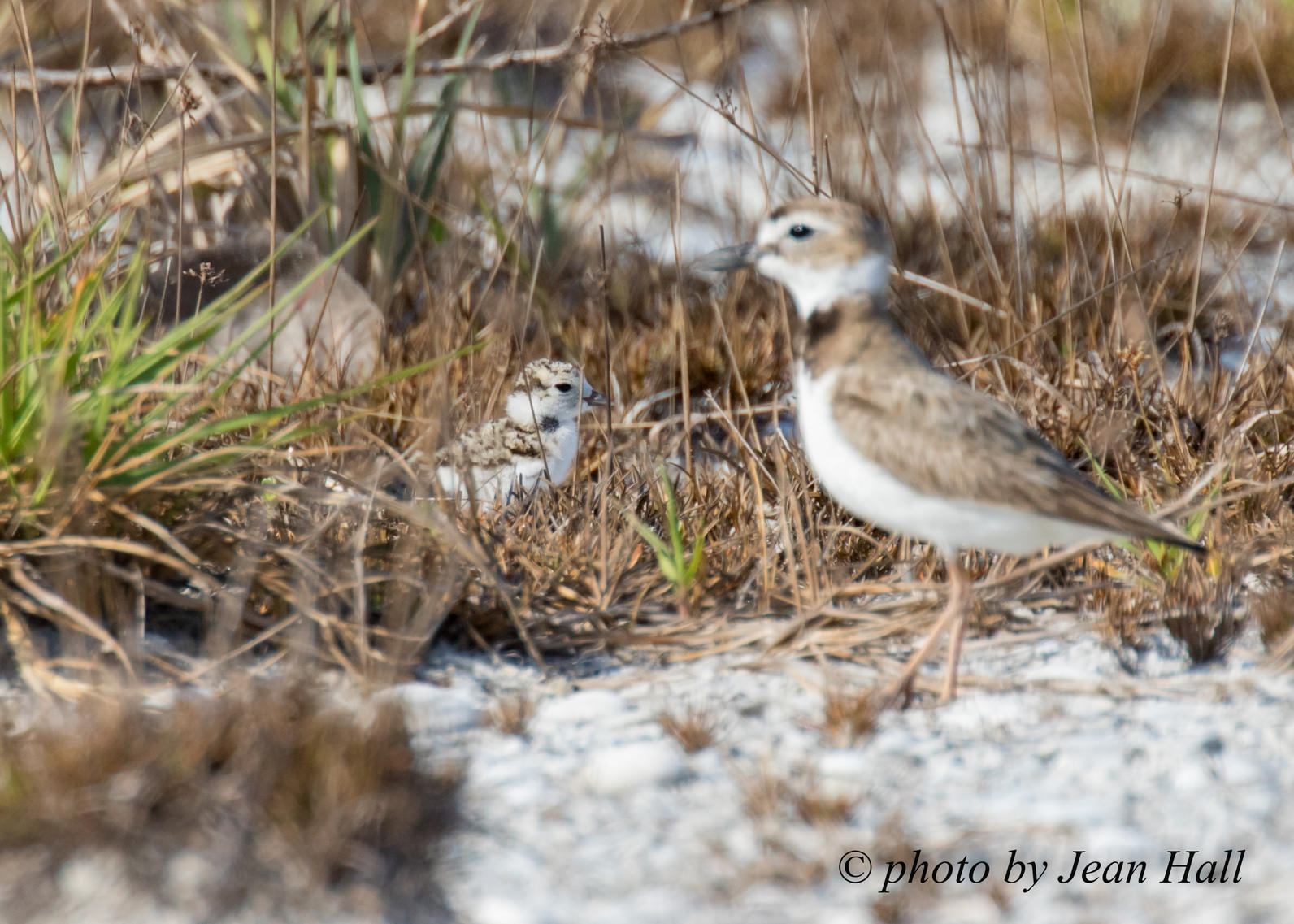 Wilson's Plover and chick