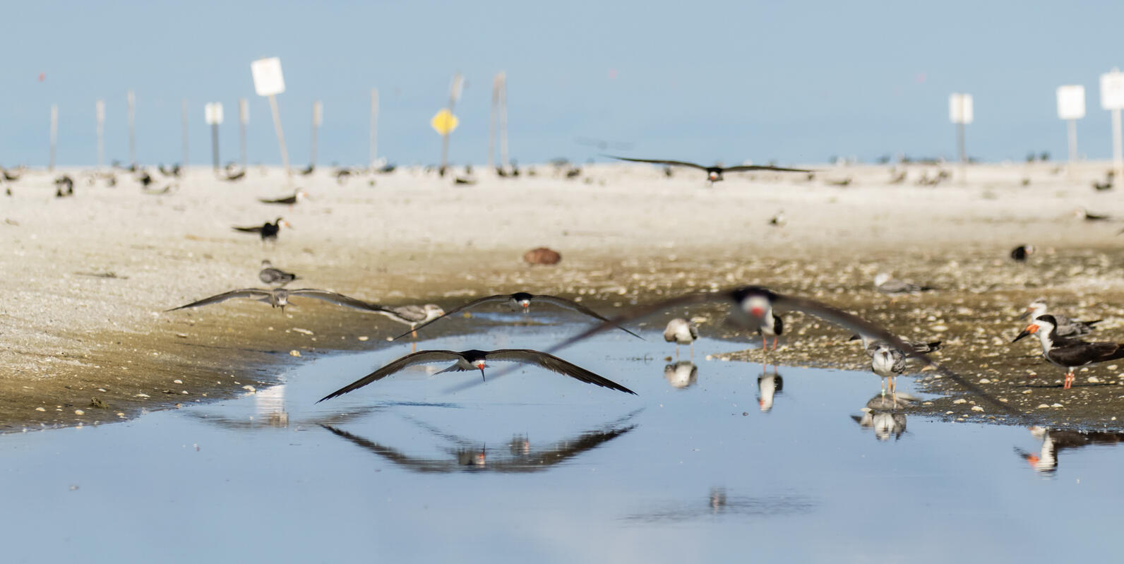 Birds in flight at the beach