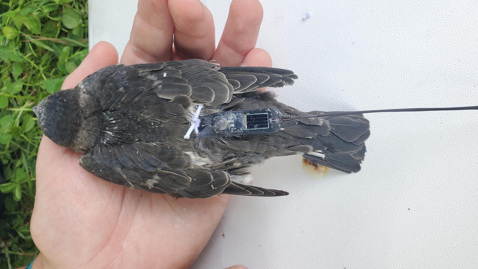 A bird with a tracking device in a researcher's hands. 