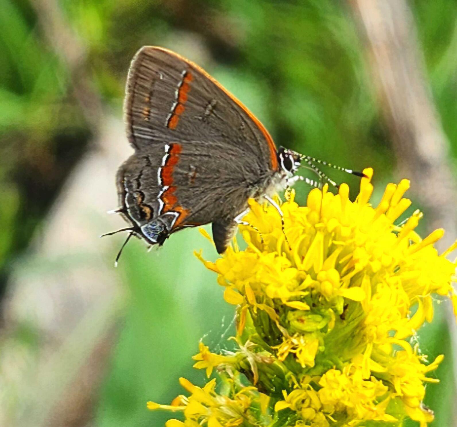 Close-up of a brown and red butterfly