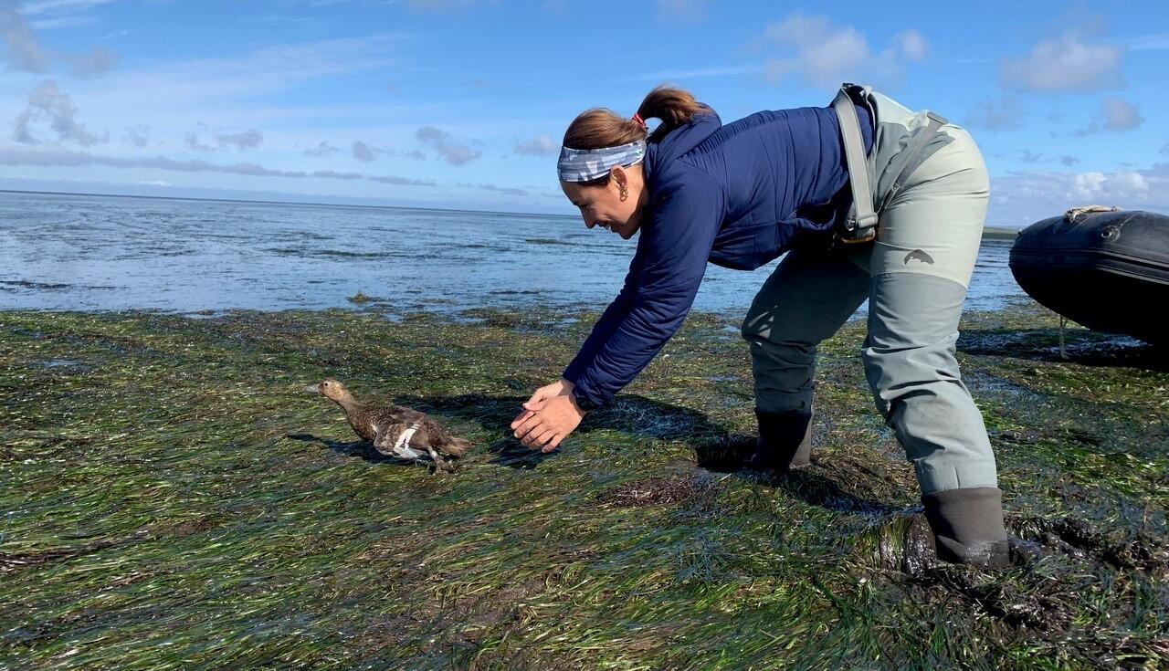 A woman releases a bird into shallow water.