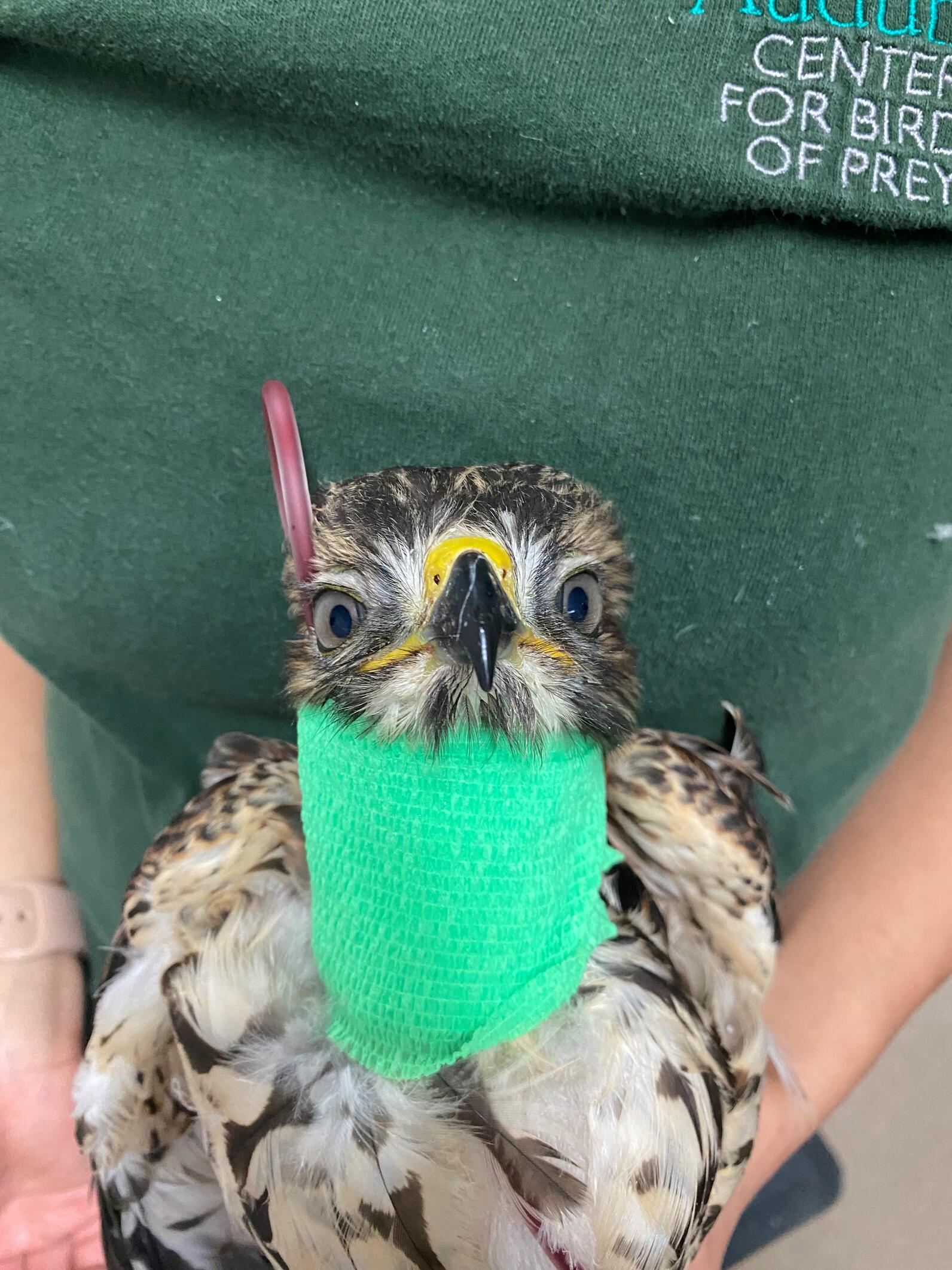 A young Red-shouldered Hawk wrapped in a green blanket.