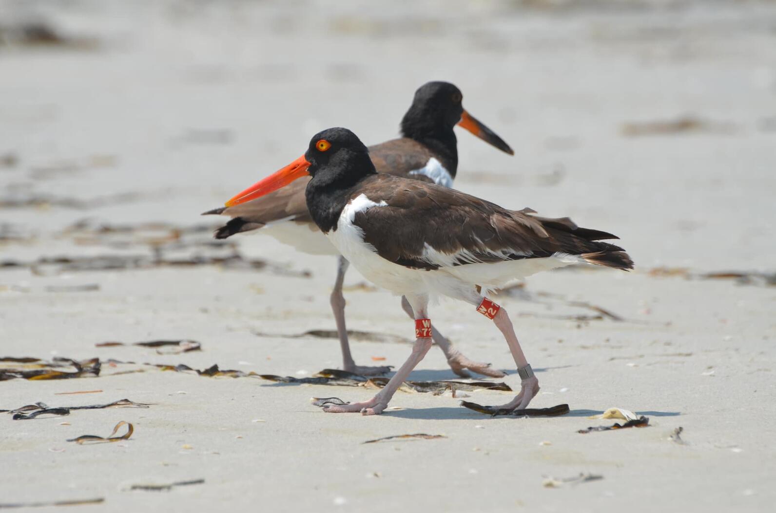 Two American Oystercatchers, one with leg bands, walk on a beach.