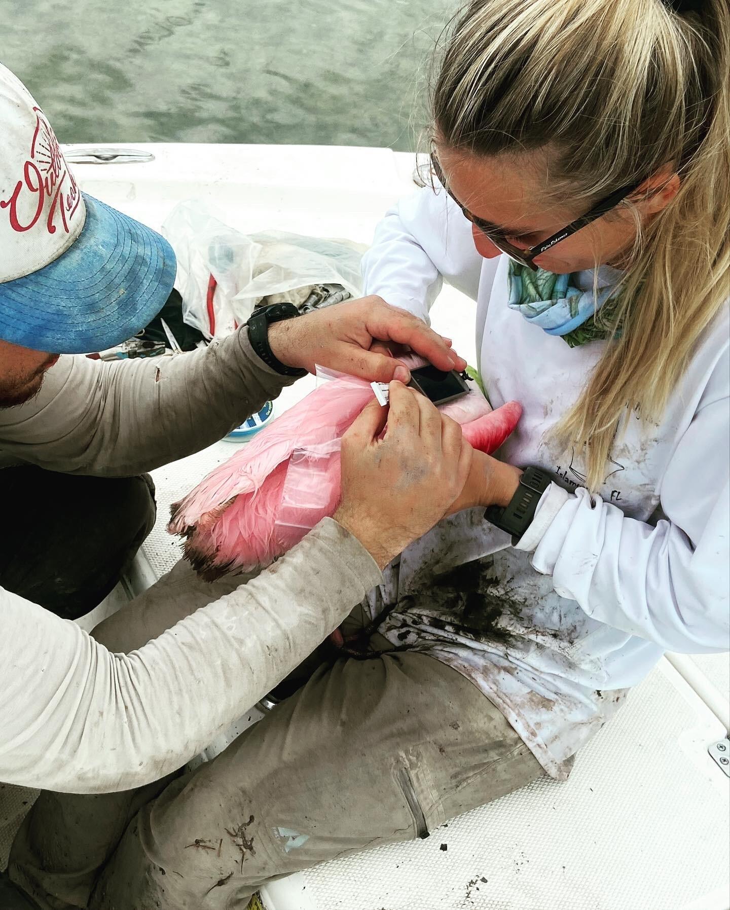 Roseate Spoonbill being carefully held by two Everglades Science Center staff members as they attach the satellite tracker.
