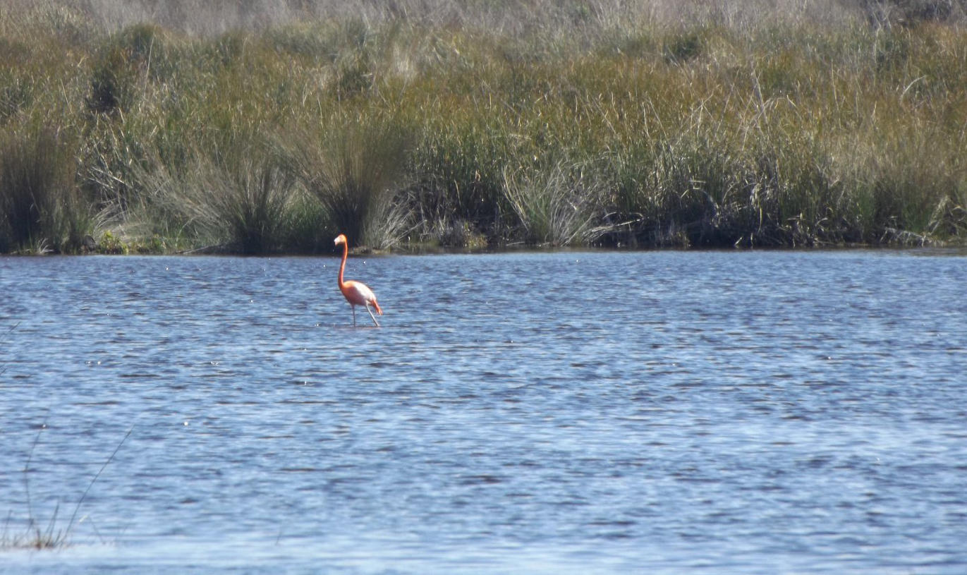 Flamingo in the marshes of St. Marks National Wildlife Refuge. Photo: Sarah Funck.