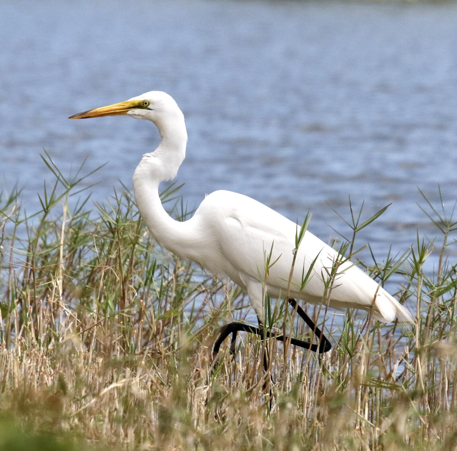 A white bird in a wetland