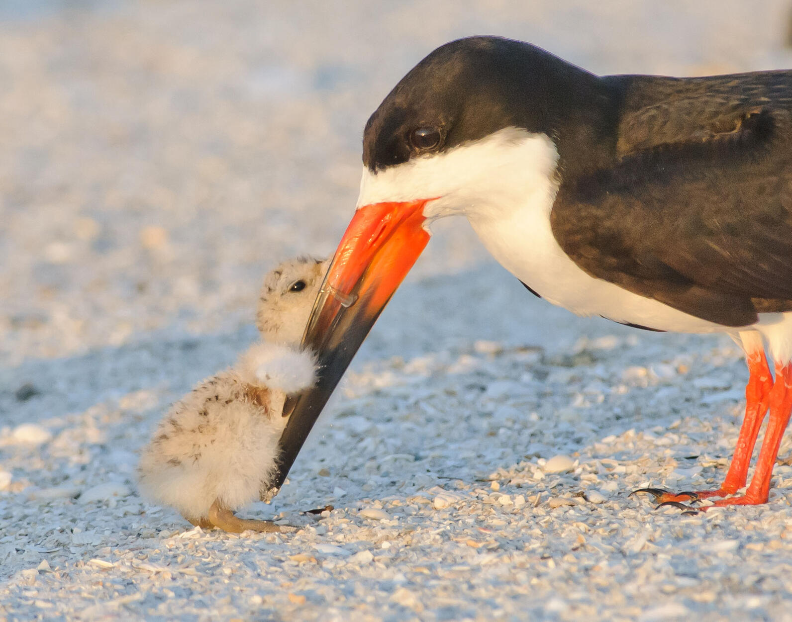 Black Skimmer and chick. Photo: Jim Gray/Audubon Photography Awards