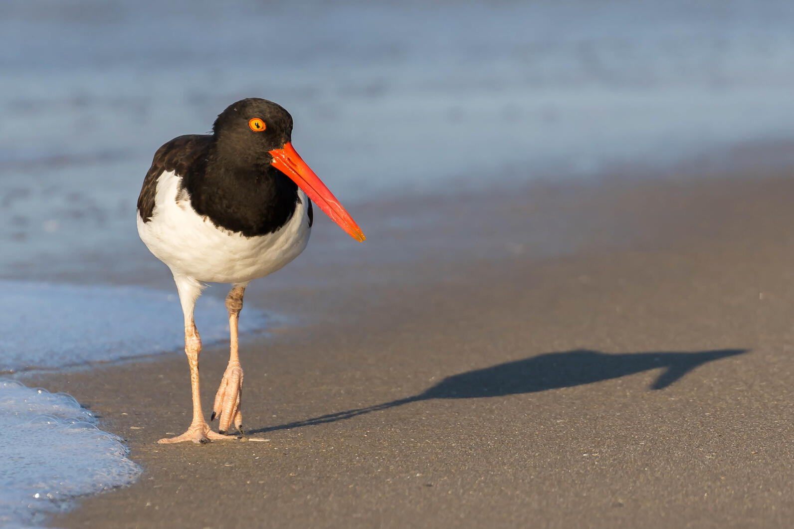 An American Oystercatcher walks on the sandy shore with the tide lapping up on the left side of the photo.