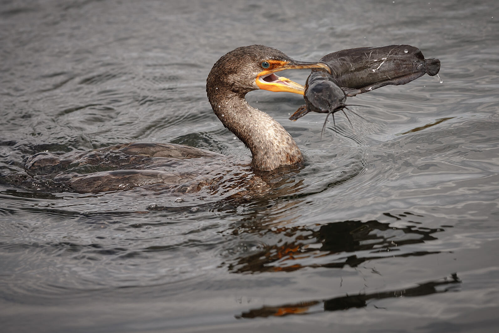 Double-crested Cormorant eating an eel. Photo: Michael Cohen/Audubon Photography Awards.