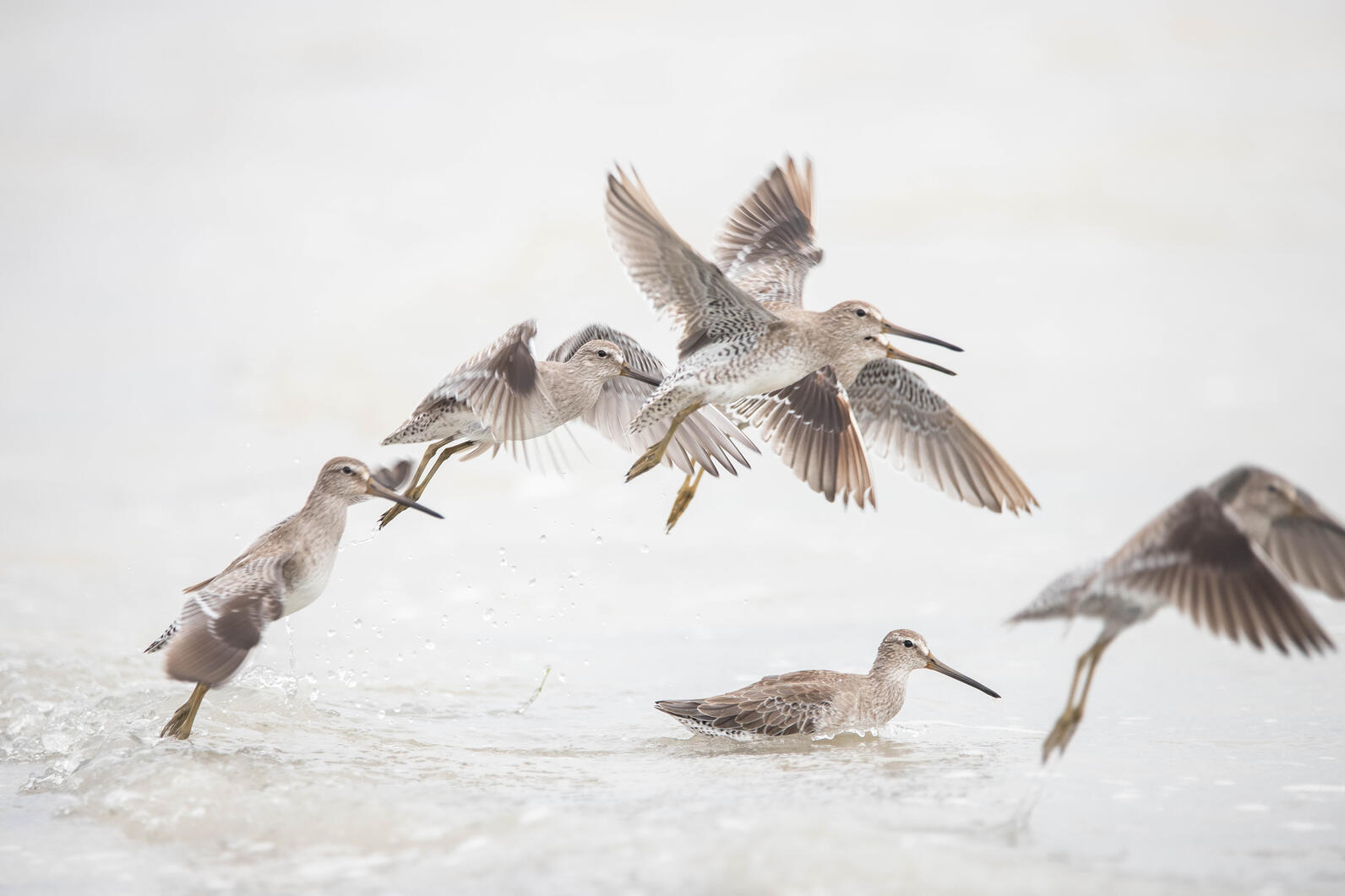 flock of Short-billed Dowitchers over water