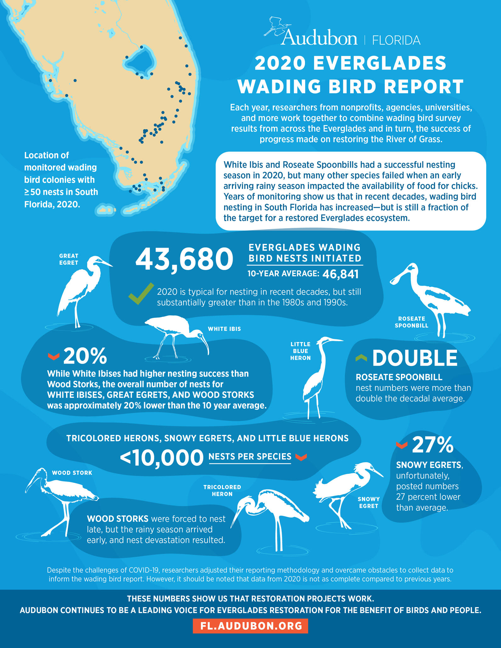 Wading bird report infographic