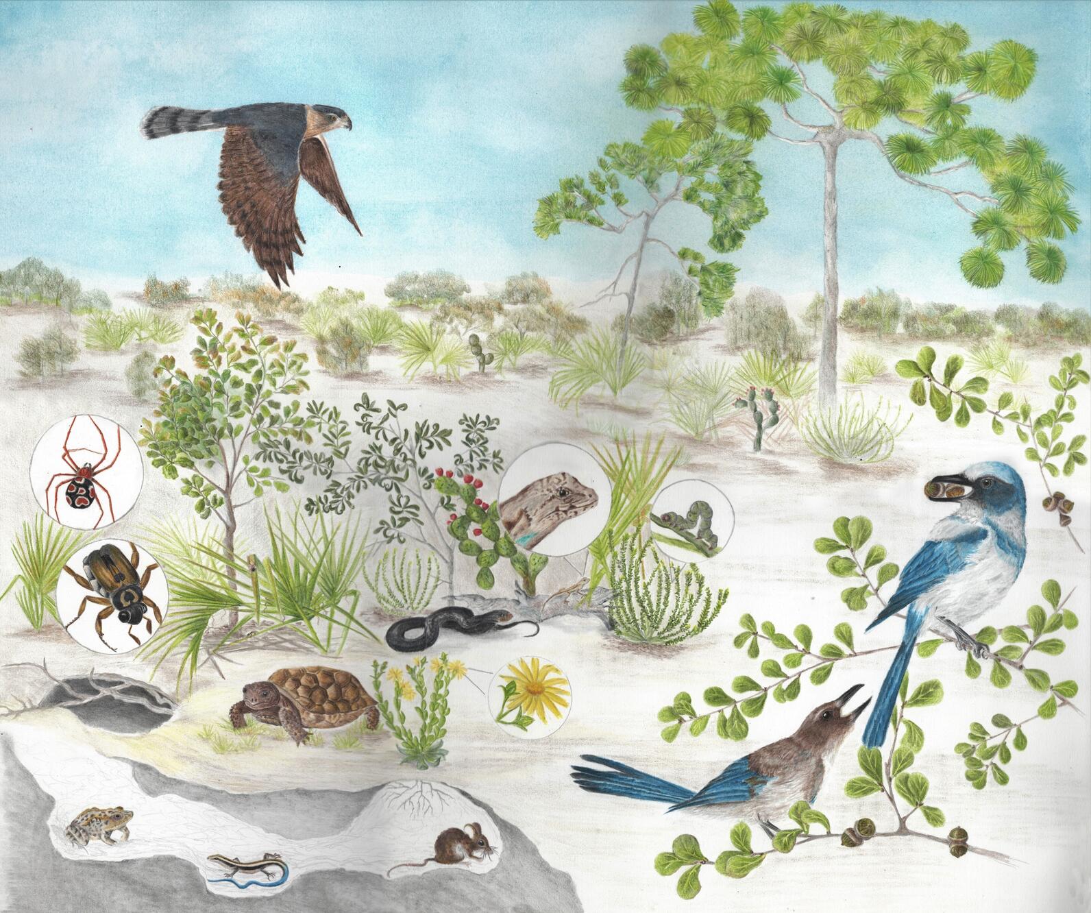 Natasza's illustration of a scrub ecosystem for Audubon Adventures.