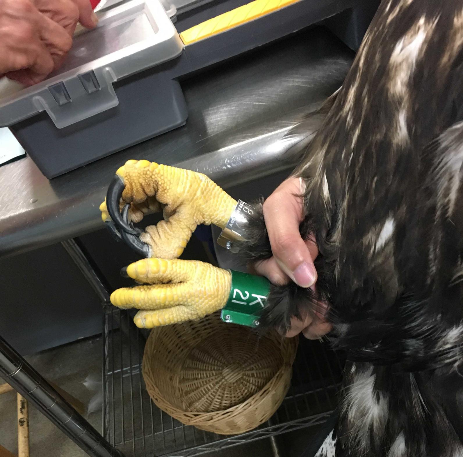 banded bald eagle
